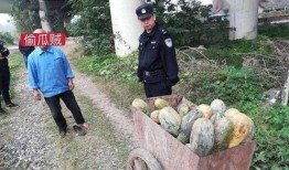 义乌工商吃瓜事件视频,一场网络热议的幕后真相揭秘