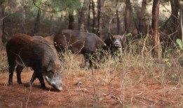 野猪吃哈密瓜视频在线观看,哈密瓜成美食盛宴