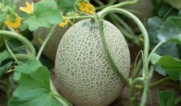 洋子吃哈密瓜视频大全集,视频大全集回顾