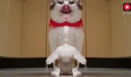 猫吃蓝瓜视频大全图片,猫咪疯狂追食的趣味瞬间大盘点