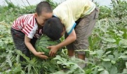 义乌工商吃瓜事件视频,一场网络热议的幕后真相揭秘