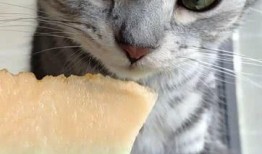 吃瓜的猫视频在线观看全集,揭秘网络红人幕后生活