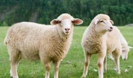 羊可以吃玉瓜吗视频讲解,揭秘羊可以吃玉瓜的秘密