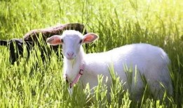 羊可以吃玉瓜吗视频讲解,揭秘羊可以吃玉瓜的秘密