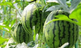 青海最新吃瓜视频免费看,免费观看最新吃瓜视频，揭秘热点事件