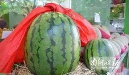 嘉兴被爆吃瓜视频,一场全民围观的网络狂欢