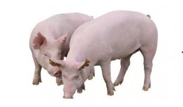 猪吃白兰瓜的视频教程,趣味视频教程大揭秘