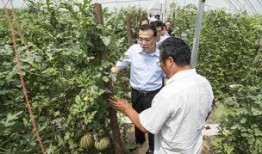 陕西杨凌吃瓜事件视频,一场网络热议的乡村奇观