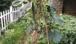 乡下小院吃瓜视频大全,小院吃瓜视频大盘点