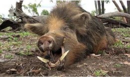 野猪吃哈密瓜视频在线观看,哈密瓜成美食盛宴