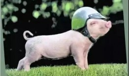 猪吃白兰瓜的视频教程,趣味视频教程大揭秘