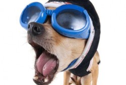 狗狗视频吃瓜图片搞笑版,瓜皮飞舞，萌态可掬