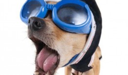 狗狗视频吃瓜图片搞笑版,瓜皮飞舞，萌态可掬