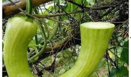 院子吃瓜视频,揭秘网红视频背后的趣味生活