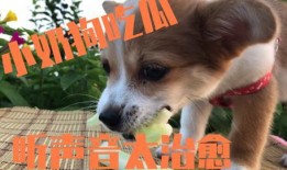 狗狗视频吃瓜图片搞笑版,瓜皮飞舞，萌态可掬