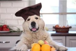 金毛吃哈密瓜的视频,萌态十足