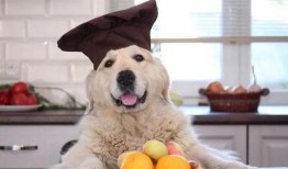 金毛吃哈密瓜的视频,萌态十足