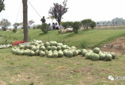 沭阳吃瓜事件视频,一场网络热议的真相揭秘