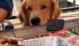 金毛吃哈密瓜的视频,萌态十足