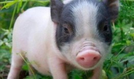 猪吃白兰瓜的视频教程,趣味视频教程大揭秘