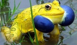 呆萌的青蛙吃瓜视频,萌态十足引网友爆笑