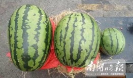 嘉兴被爆吃瓜视频,一场全民围观的网络狂欢