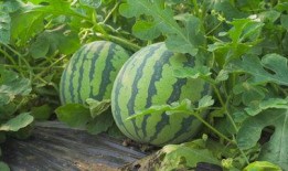 深圳校园吃瓜视频,揭秘校园生活趣味瞬间