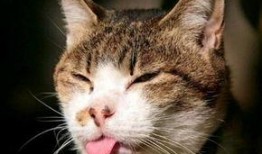 猫吃蓝瓜视频大全图片,猫咪疯狂追食的趣味瞬间大盘点