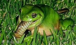 呆萌的青蛙吃瓜视频,萌态十足引网友爆笑