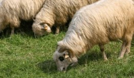 羊可以吃玉瓜吗视频讲解,揭秘羊可以吃玉瓜的秘密