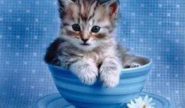 小猫可以吃瓜饼吗视频教程,猫咪美食新尝试