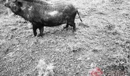 野猪吃哈密瓜视频在线观看,哈密瓜成美食盛宴