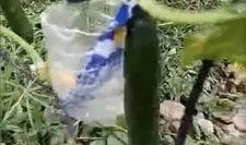 廊坊本地吃瓜事件视频,一场引发热议的本地风波