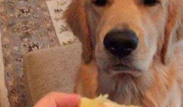 金毛吃哈密瓜的视频,萌态十足