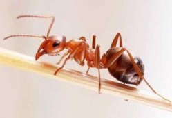 蚂蚁吃瓜手工制作视频讲解,创意DIY教程解析