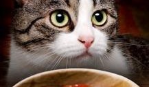 小猫可以吃瓜饼吗视频教程,猫咪美食新尝试