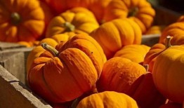 南瓜妞吃瓜视频大全,趣味横生的瓜界盛宴