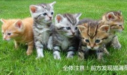 小猫可以吃瓜饼吗视频教程,猫咪美食新尝试