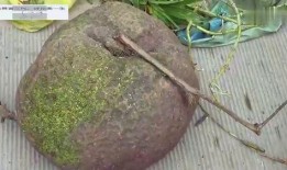 小伙吃石头瓜视频大全集,小伙挑战全网视频大全集