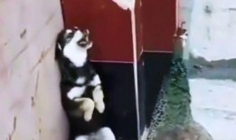 吃瓜搞笑沙雕视频大全,笑料横生！吃瓜搞笑沙雕视频大盘点