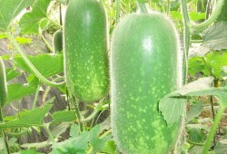 娱乐吃瓜张凌赫视频大全,笑料百出，精彩纷呈