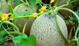 吃烂了哈密瓜会中毒吗视频,哈密瓜烂了还能吃吗？揭秘烂哈密瓜中毒真相