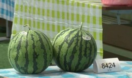 嘉兴被爆吃瓜视频,一场全民围观的网络狂欢