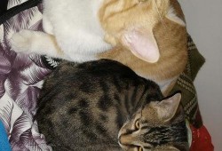 吃瓜的猫视频在线观看全集,揭秘网络红人幕后生活