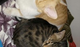 吃瓜的猫视频在线观看全集,揭秘网络红人幕后生活