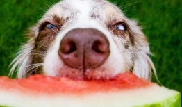 狗狗视频吃瓜图片搞笑版,瓜皮飞舞，萌态可掬